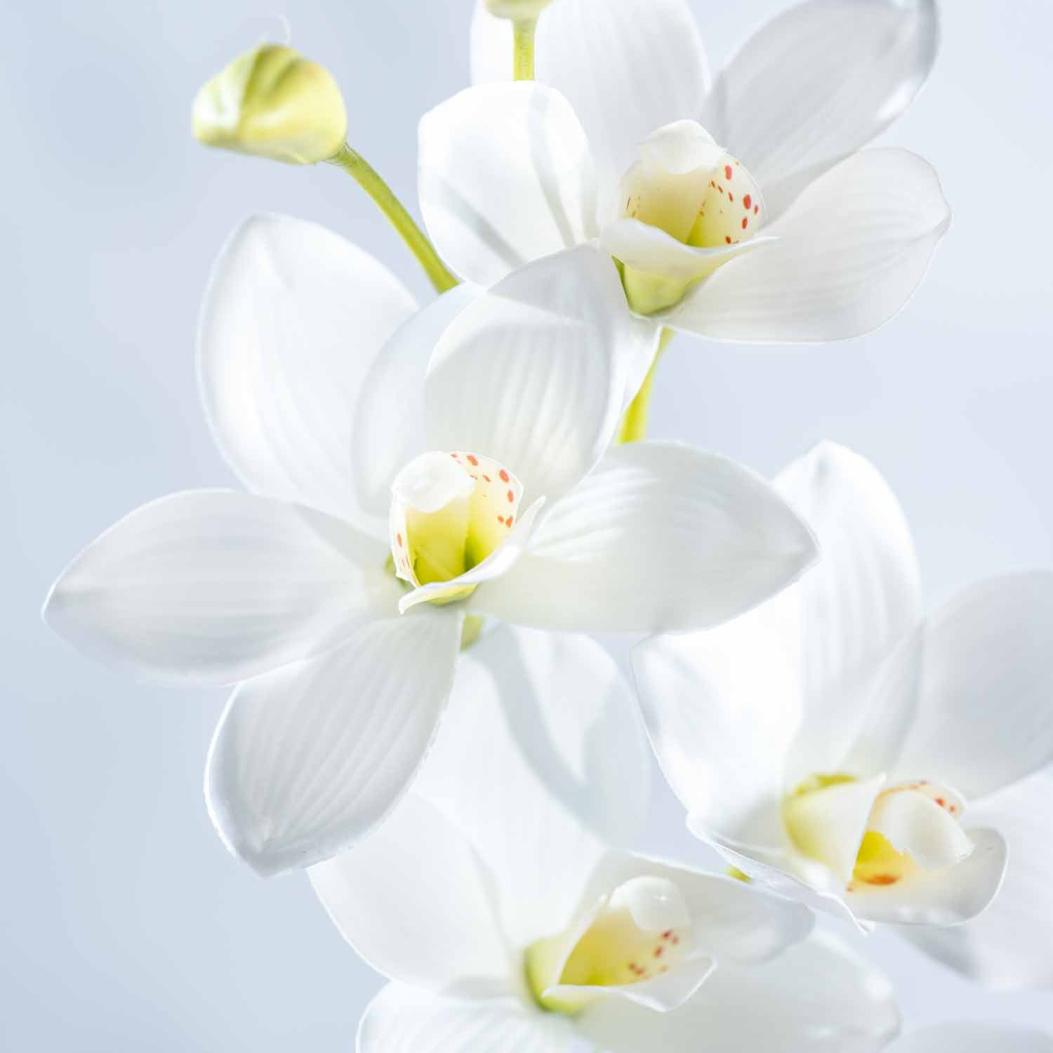 leonardo-fiore-orchid-e-76-cm-fleur-blanche image 4